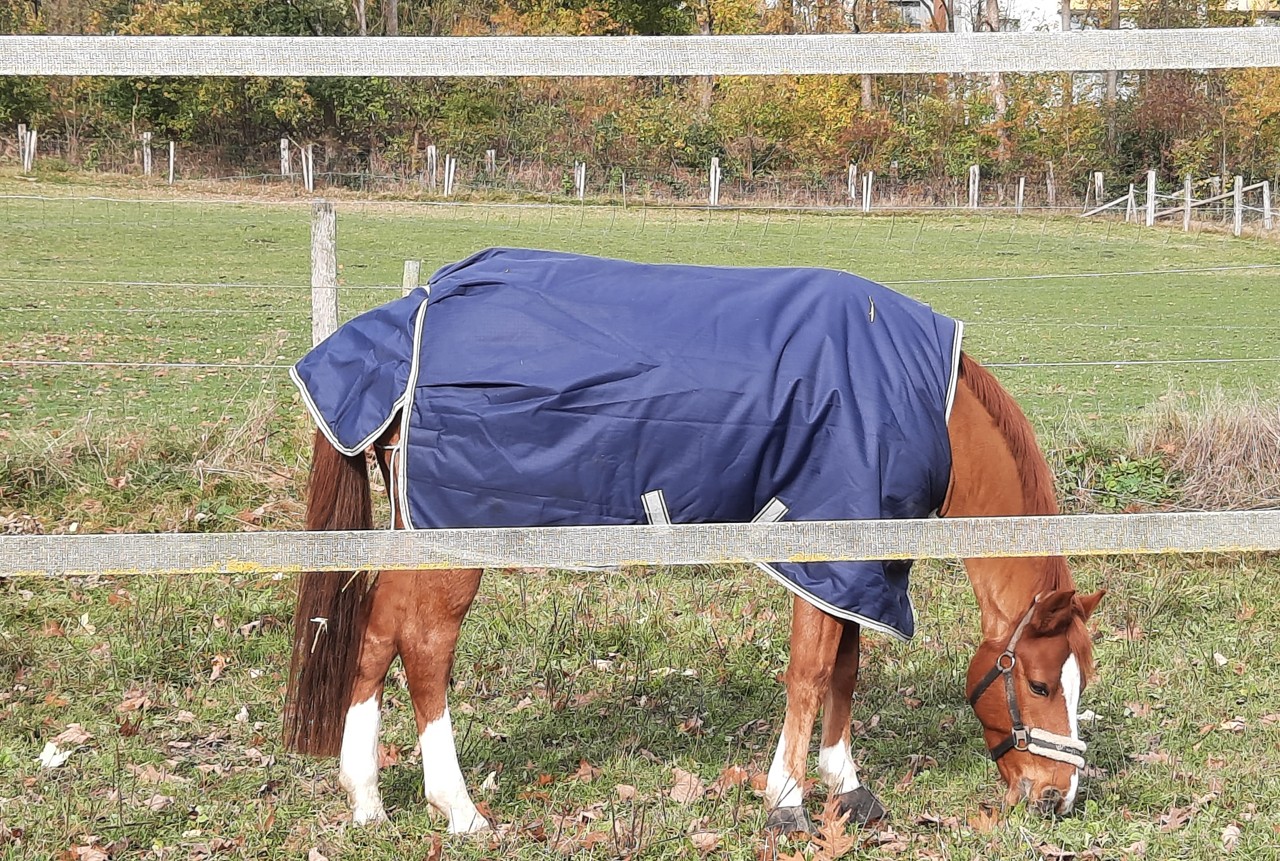 Weidezaunlitze 500 M – Rot-weiß, Hochleitfähig, Für Pferde, Rinder, Schafe & Hunde