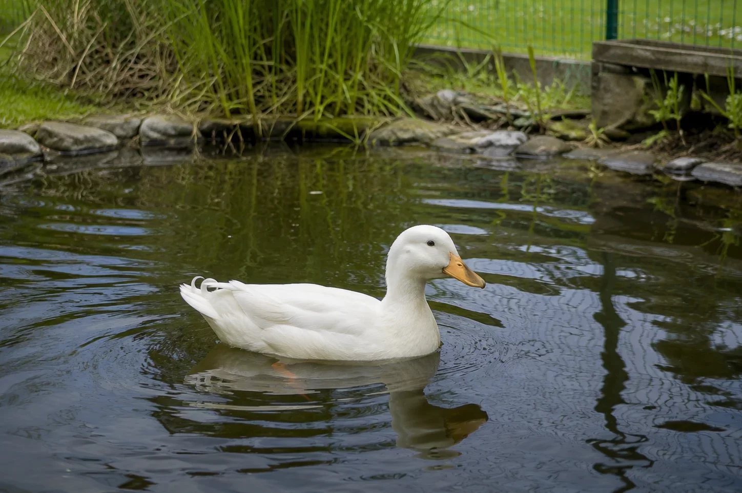 ente im teich