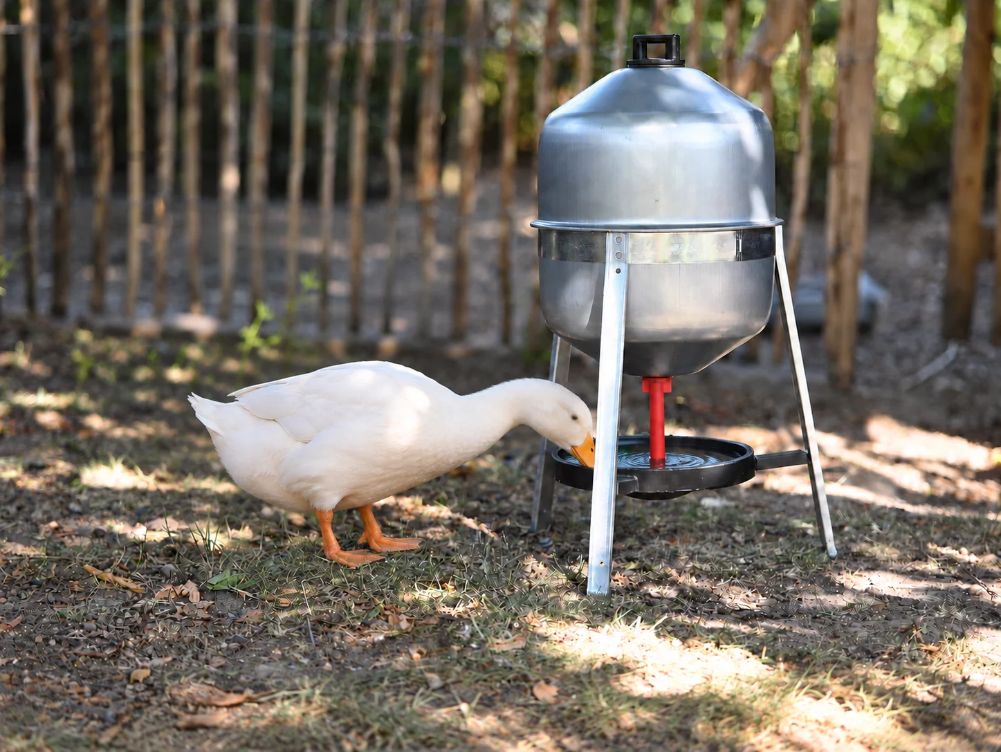 ente trinkt sichtbar aus schwarzer tranke
