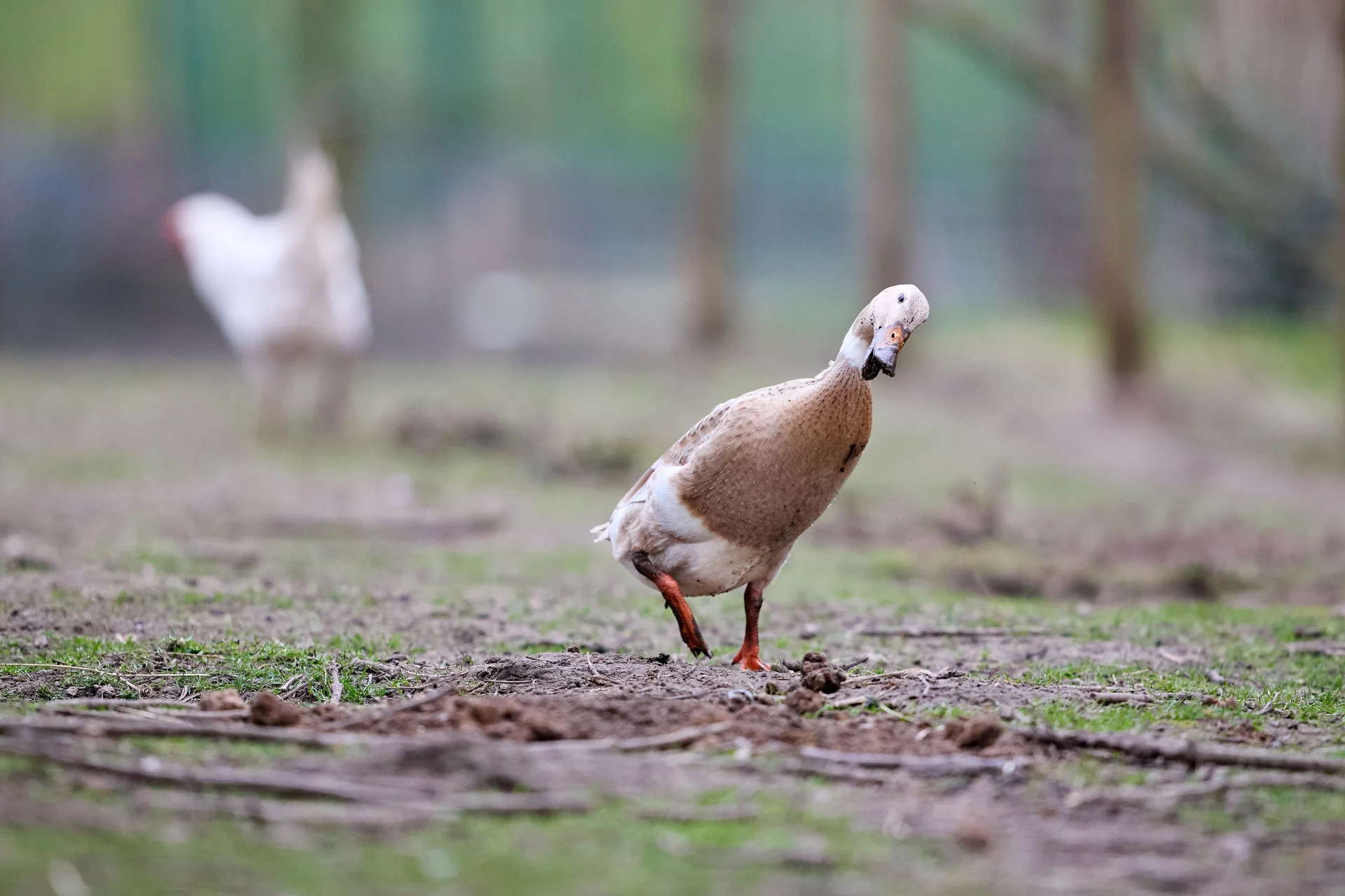 erwinbosman indian running duck 10137675