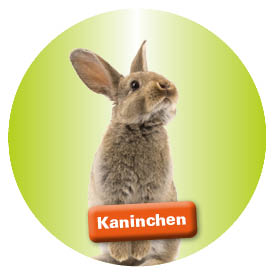 Kaninchen halten