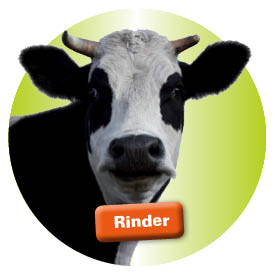 Rinder, Kühe & Kälberzubehör