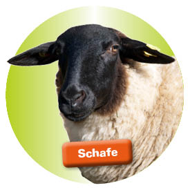 Schafe und Ziegen halten