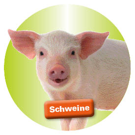 Schweinehaltung bei siepmann.net