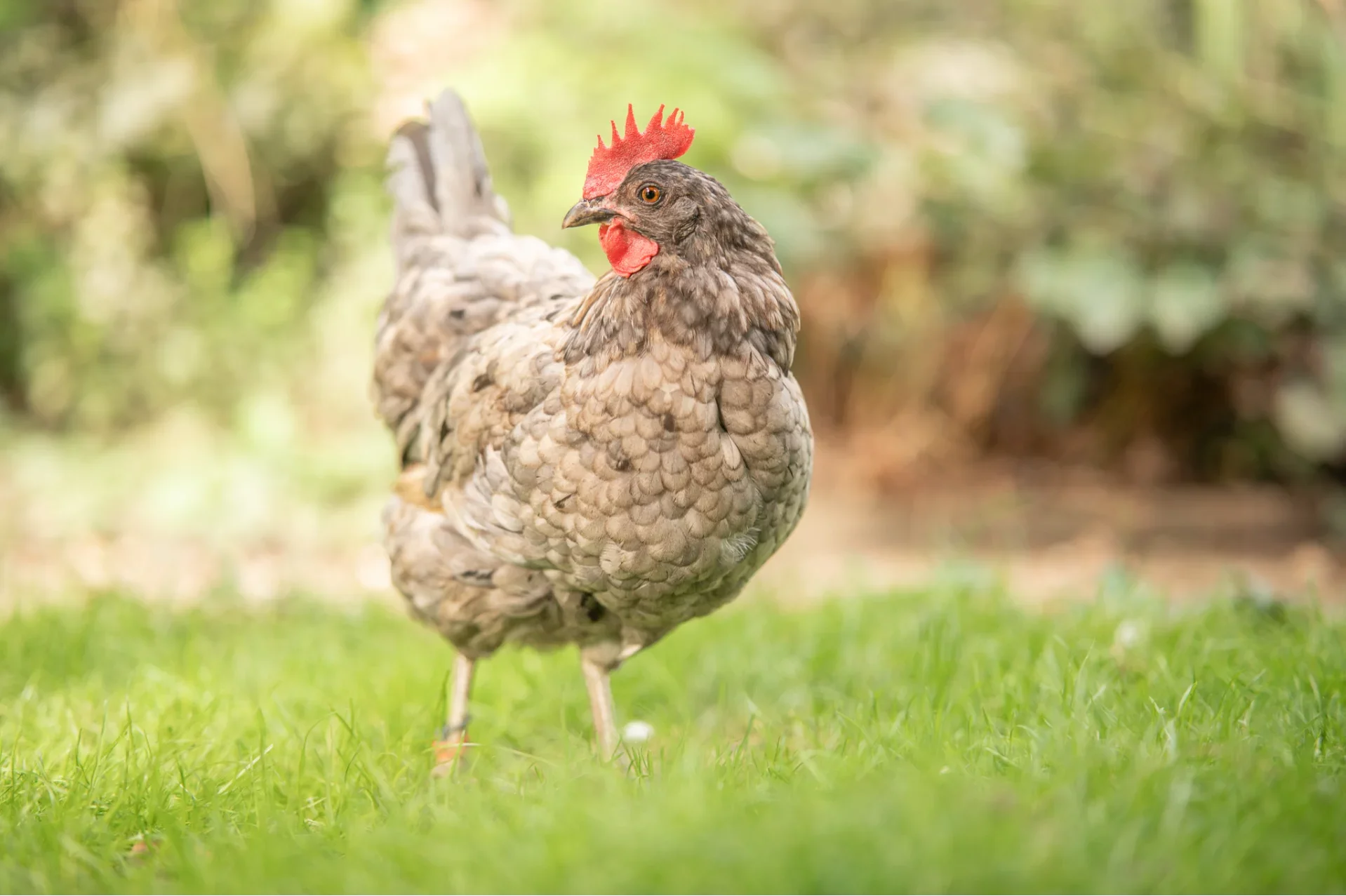 Mauser beim Huhn: Dauer, Fütterung & Tipps