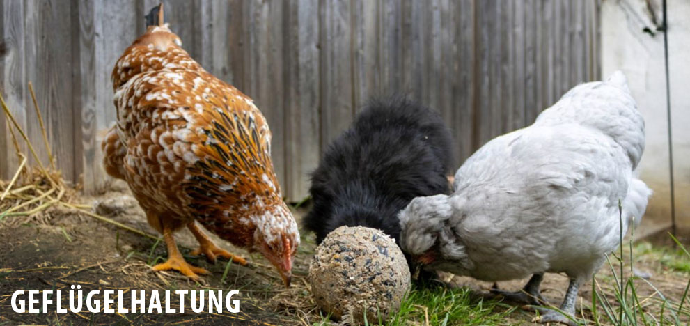 Rund um die Geflügelhaltung