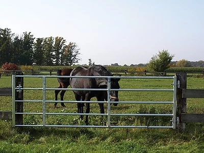 weidetor pferd