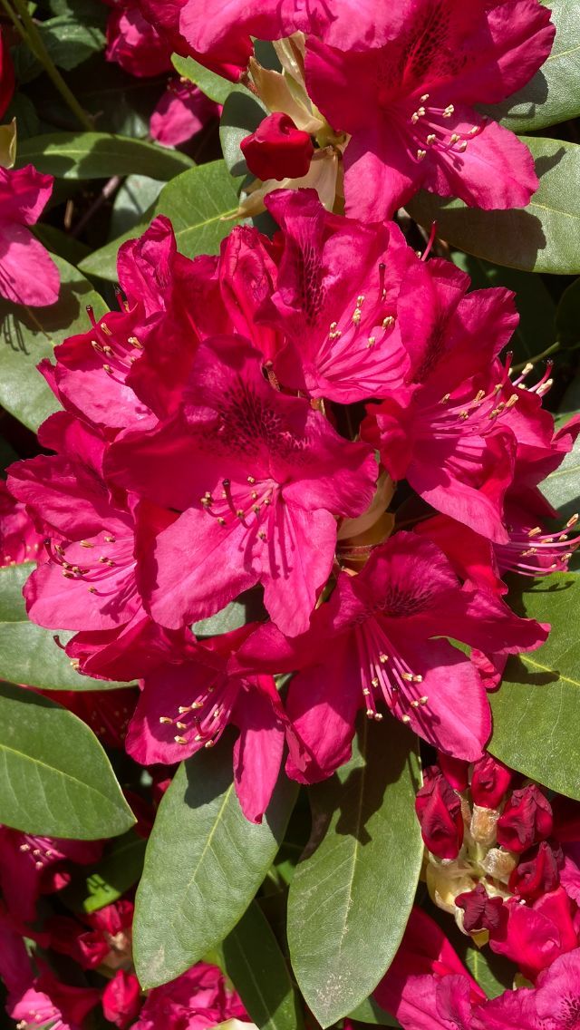 Rhododendronerde von Plantaflor bei Siepmann in Herdecke