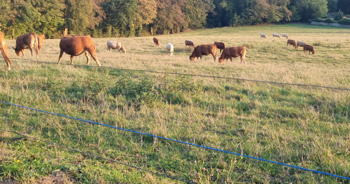 Anwendungsbild Weide