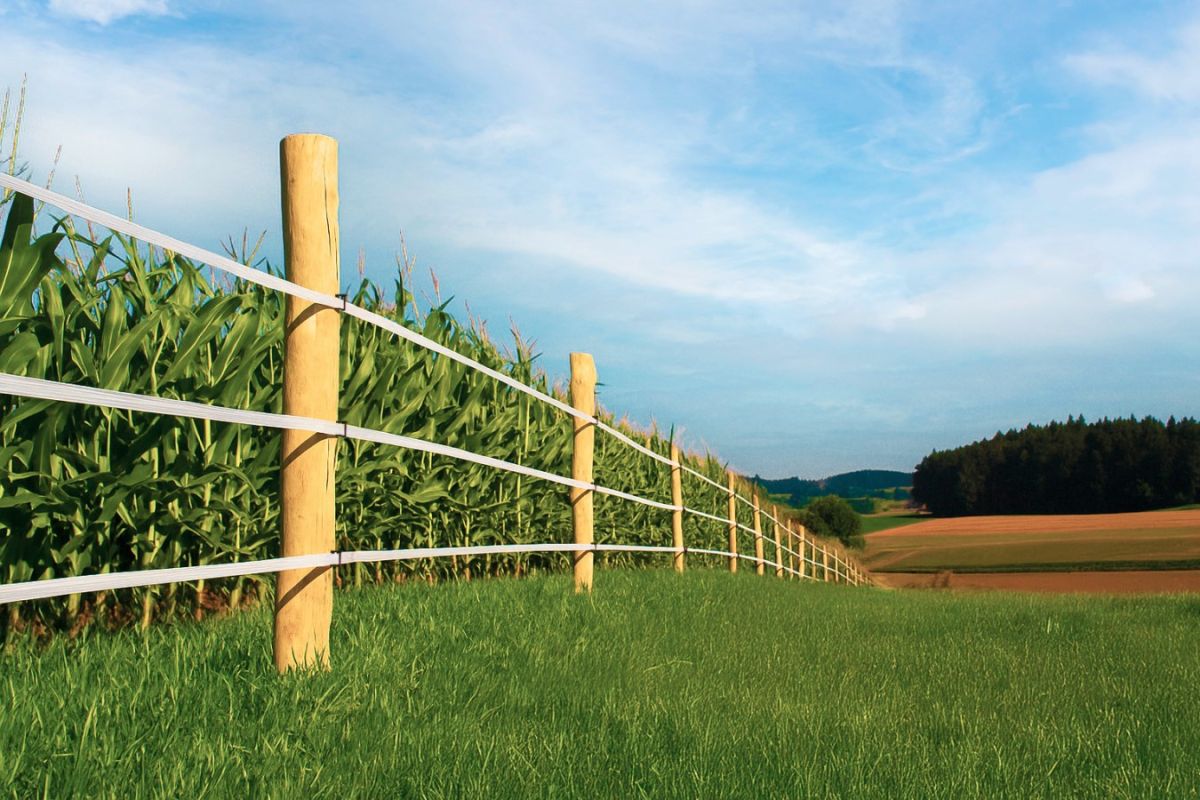 Robinienpfahl 200 cm