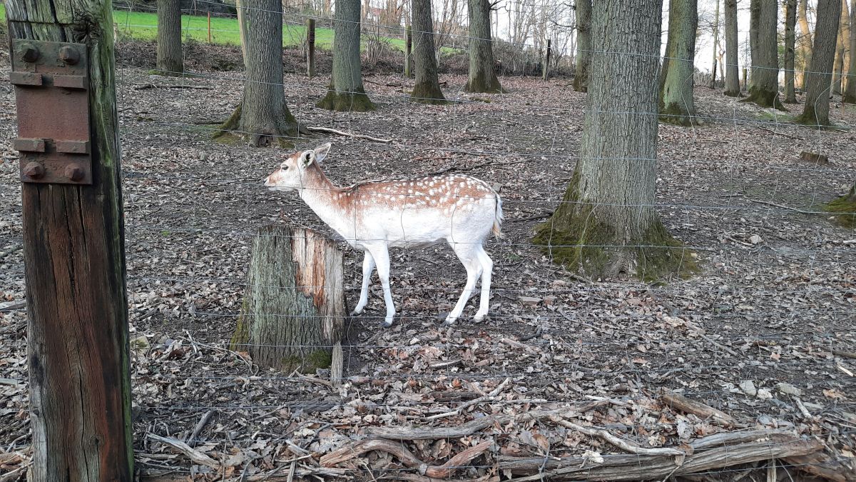 Wildgatter 160 cm Höhe