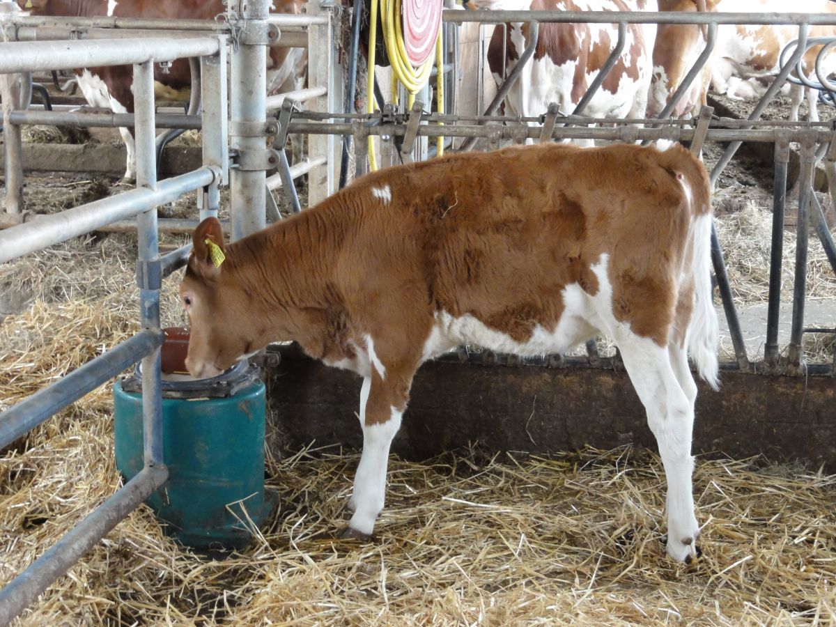 Modell 43A in Kälberstall