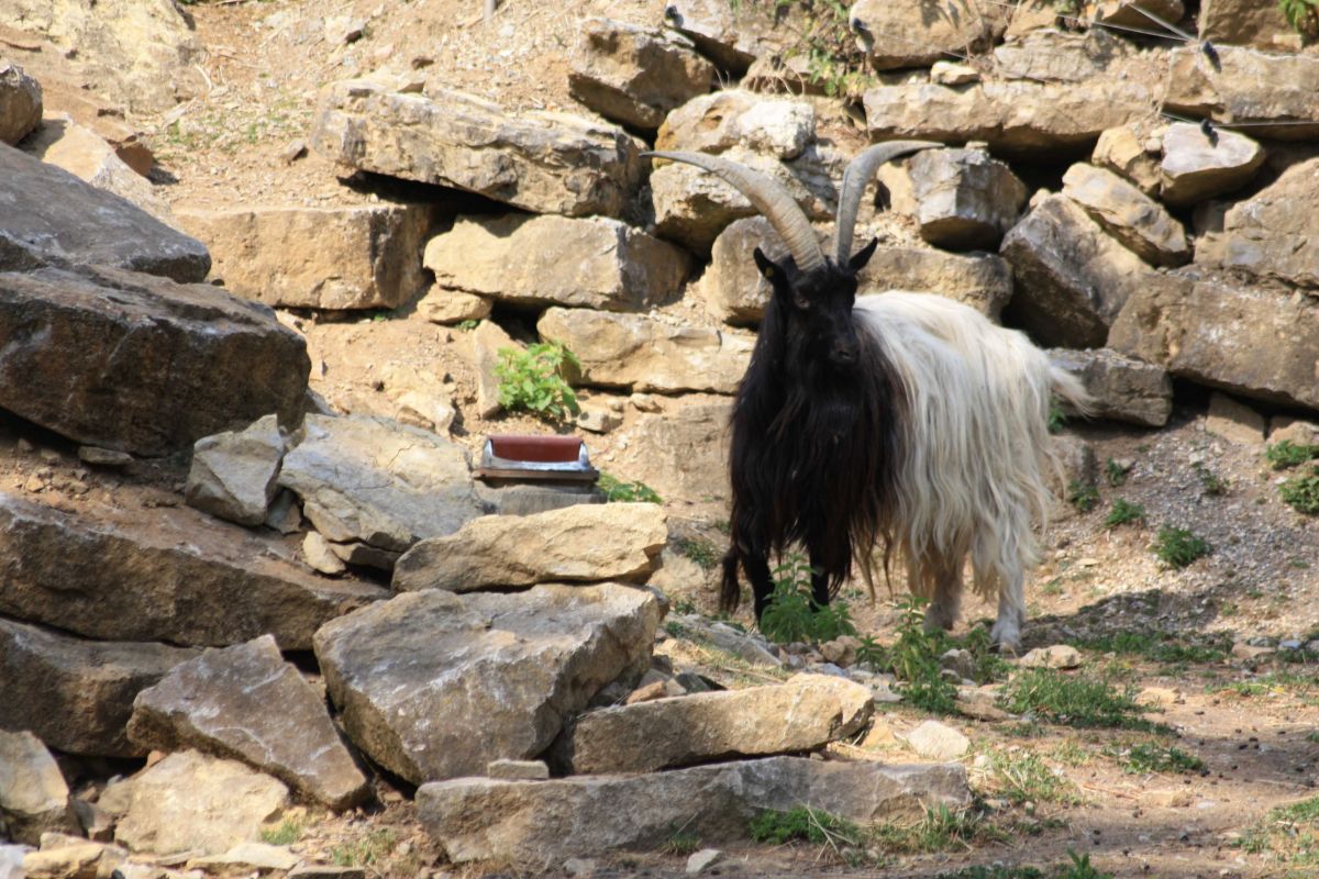 Modell 43A im Außenbereich eines Wildparks, dezentz in ein Ziegengehege integriert