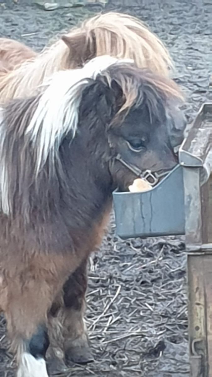 Allzwecktrog 4 Liter