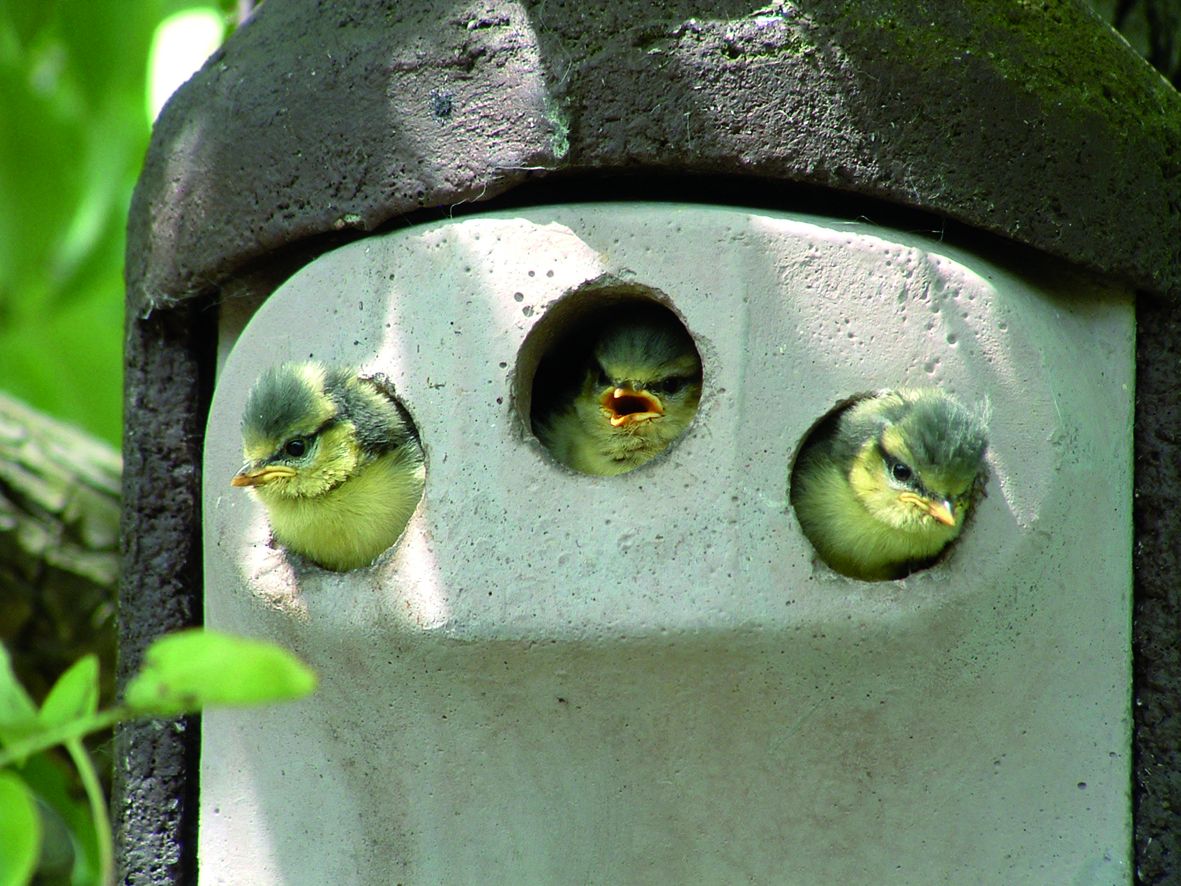 Jungvögel (Blaumeisen) in 2GR