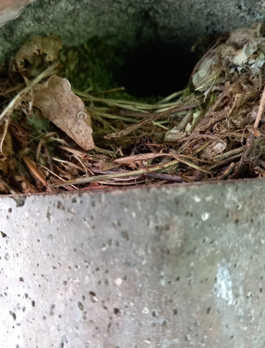 Ein Zaunkönig ist eingezogen und hat den Kasten bis auf ein kleines Einflugloch ausgebaut.