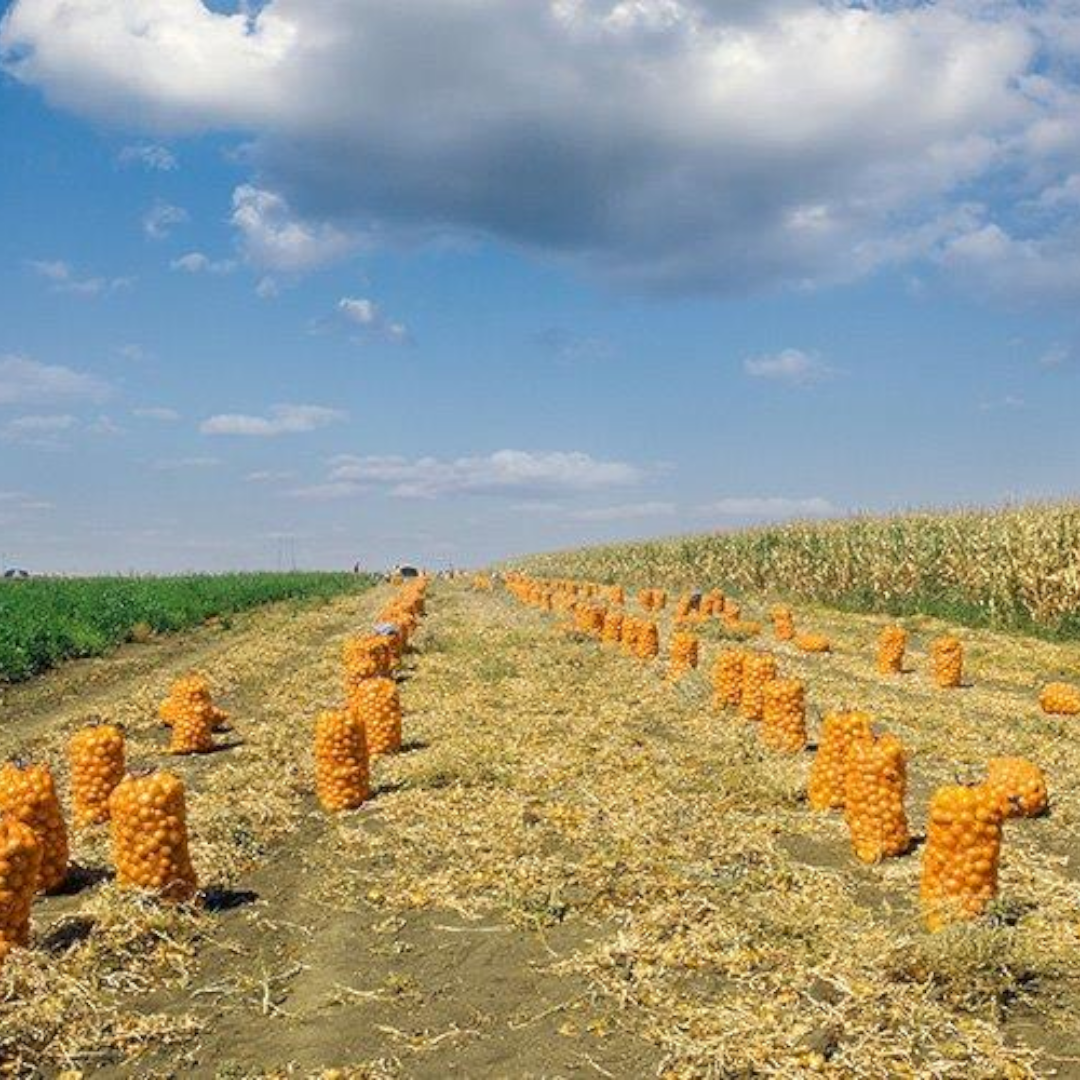 Kartoffel-Raschelsäcke 5 kg