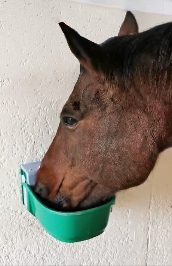 Pferd trinkt aus Niederdruck Schwimmertränkebecken Modell 135 P-N