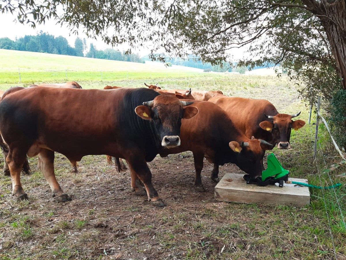 Weidepumpe im Einsatz auf der Rinderweide