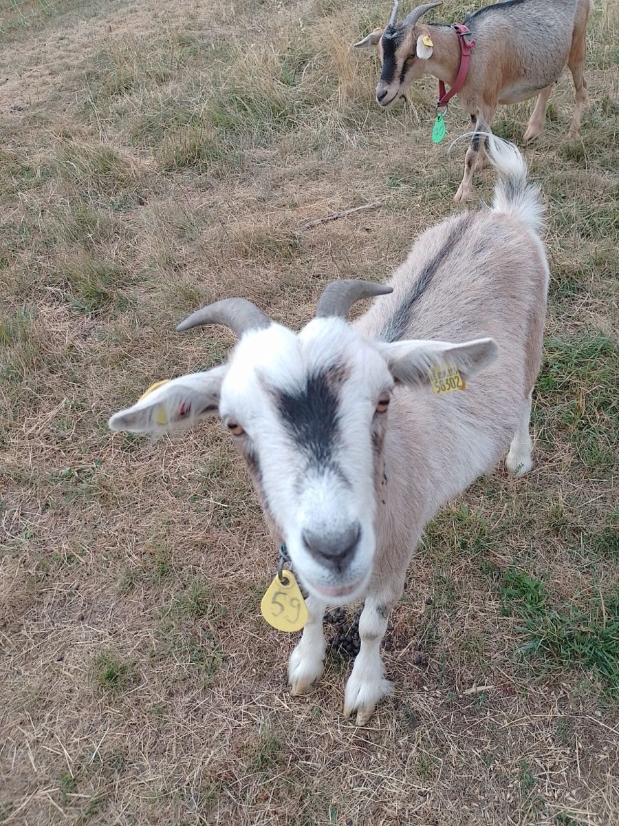 Halsschild mit individueller Beschriftung