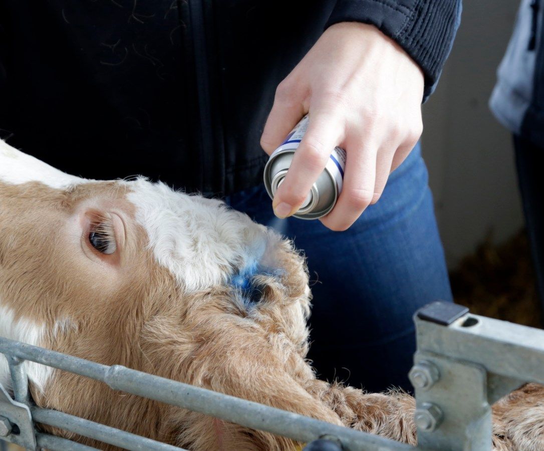 Anwendung am Tier Bild 2