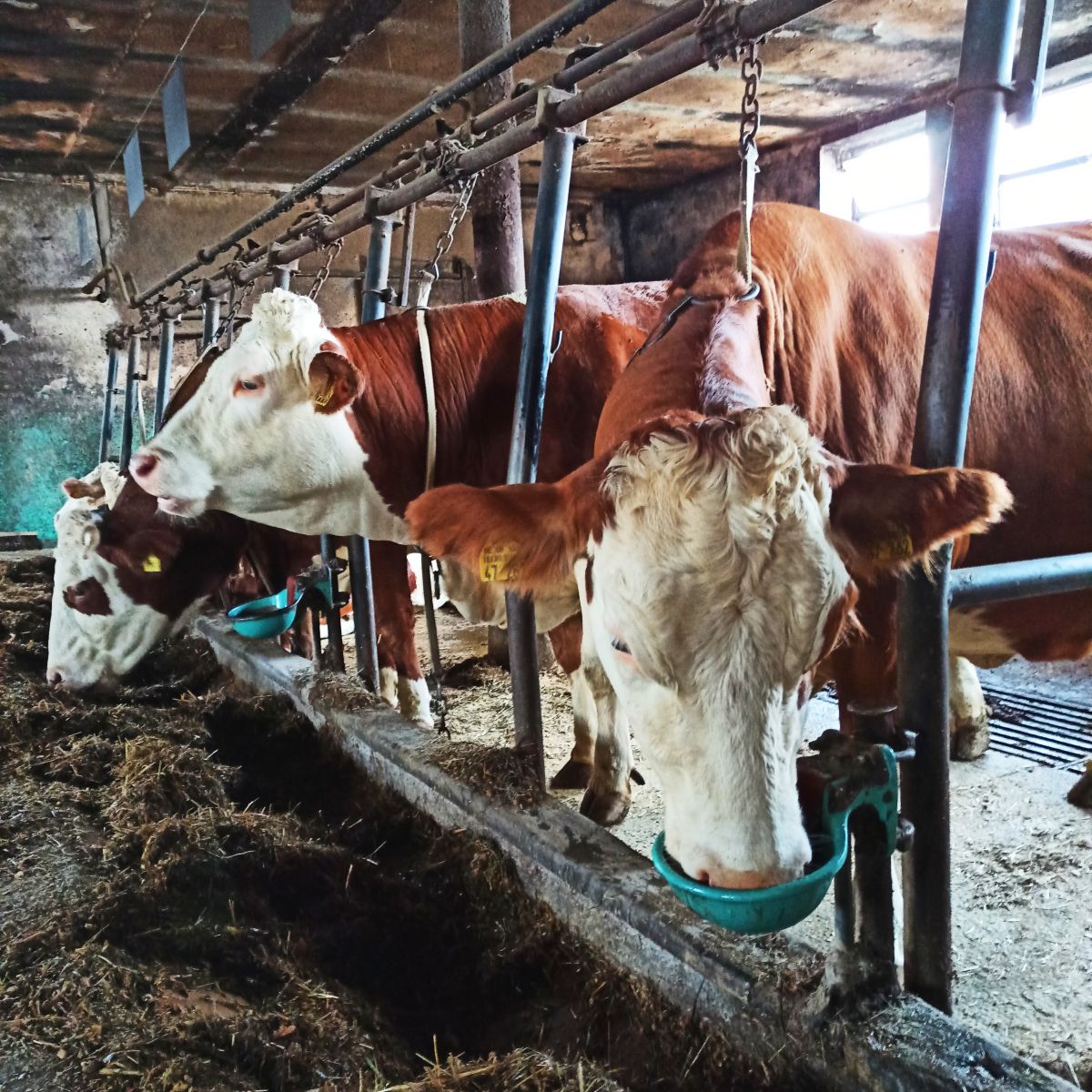 Tränkebecken Suevia Modell 115 - für Kühe