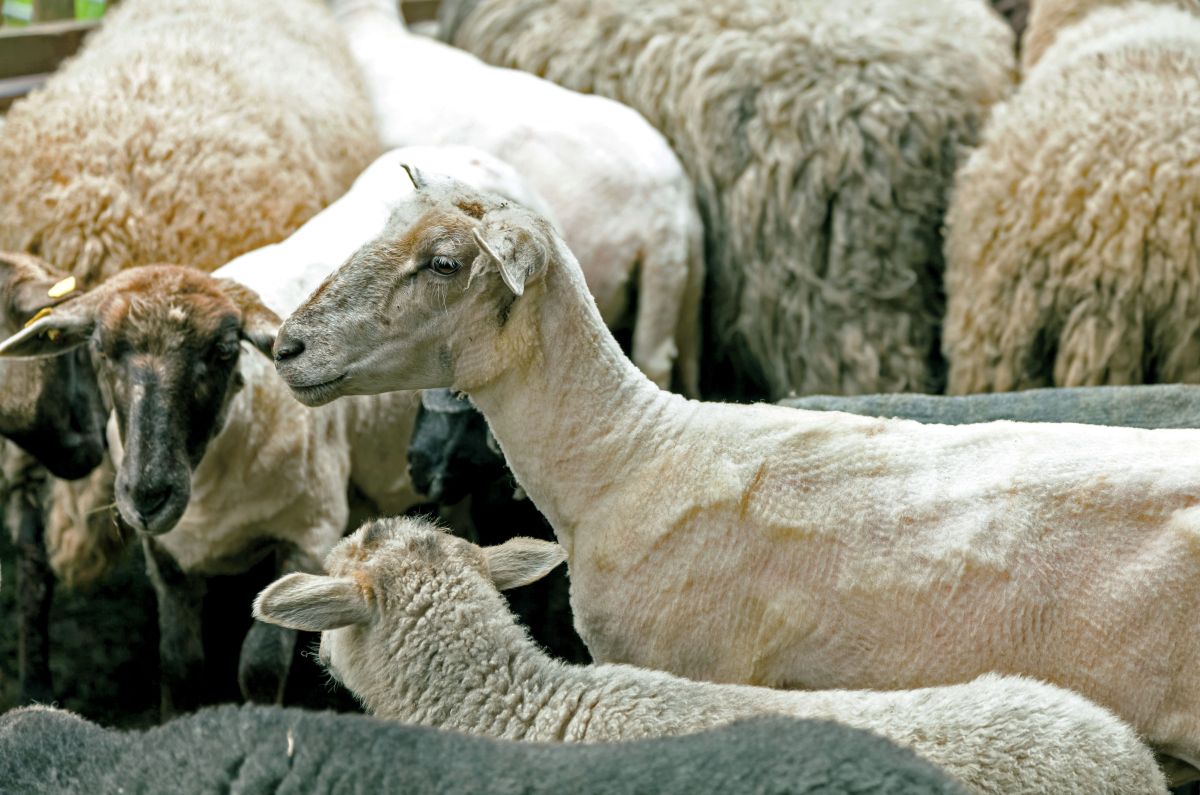 Maximale Schnittleistung für die anspruchsvolle Schafschur