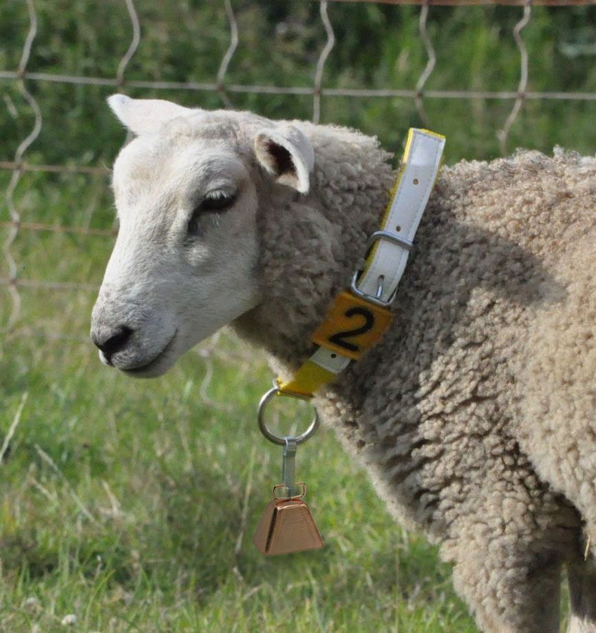 Schaf mit Halsband und Glocke