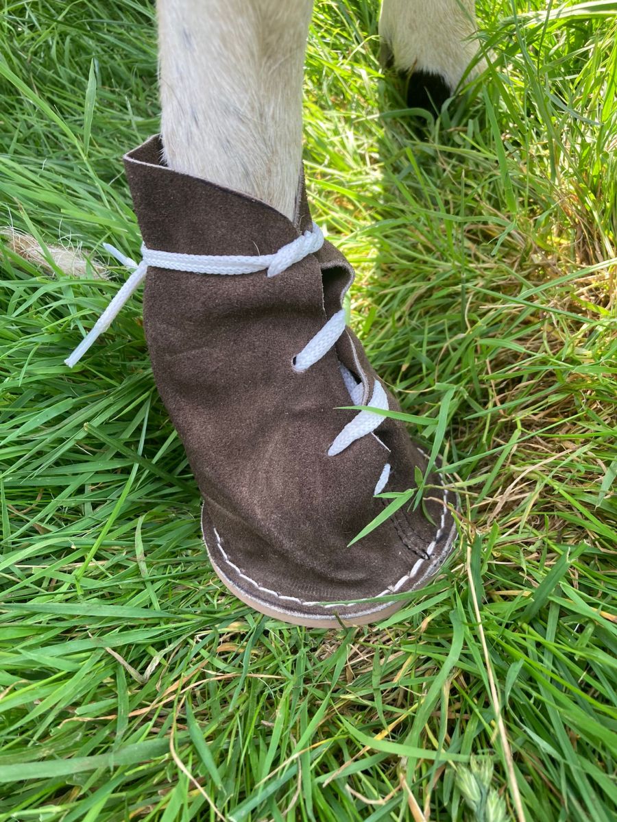 Klauenschuh in Einsatz bei einem Schaf