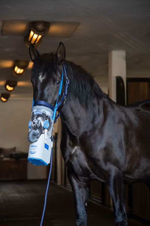 Pferd mit Inhalationsmaske und AirOne Flex Ultraschall-Inhalationsgerät im Stall