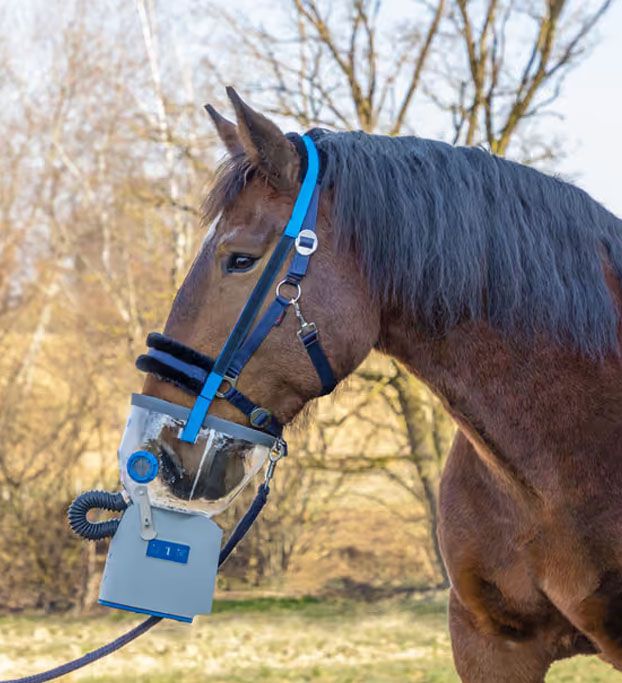 Kaltblut mit Inhalationsmaske und angeschlossenem Inhalationsschlauch im Stall