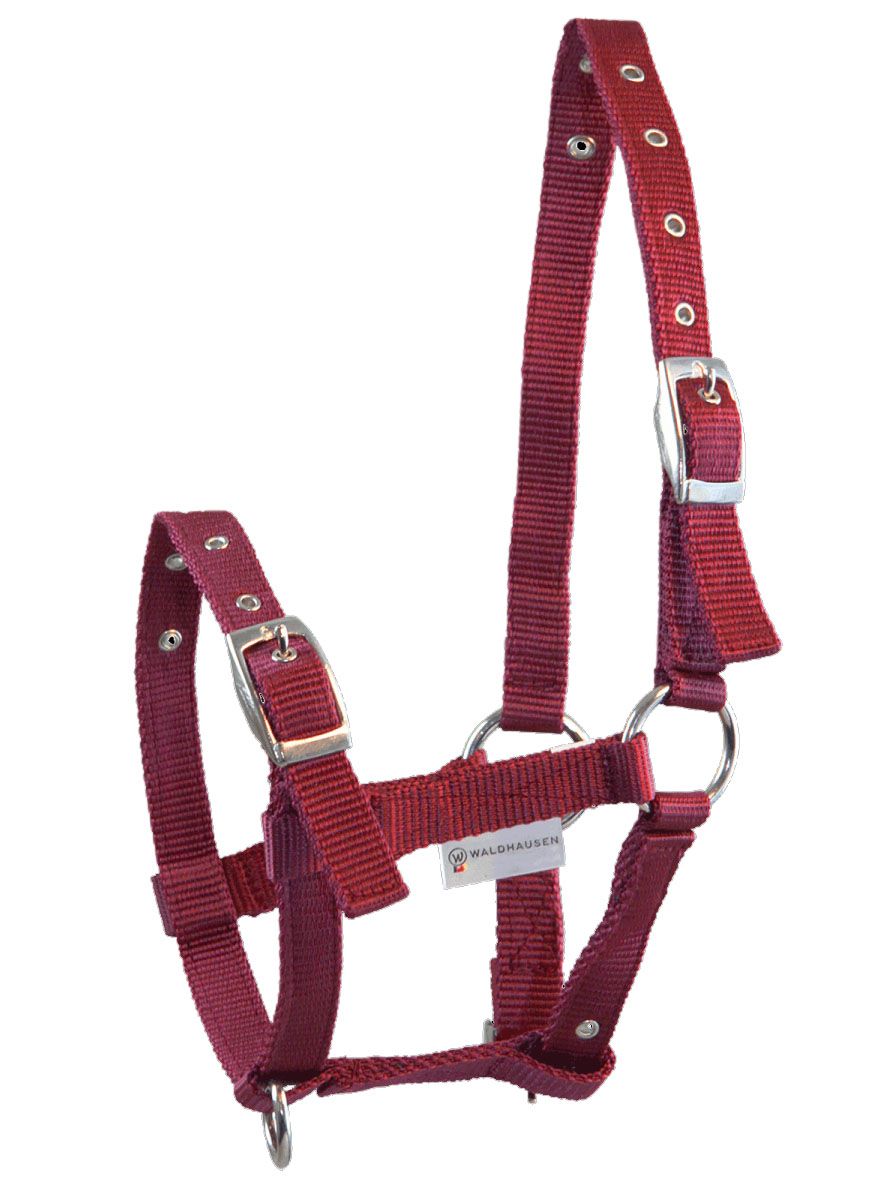 Fohlenhalfter bordeaux