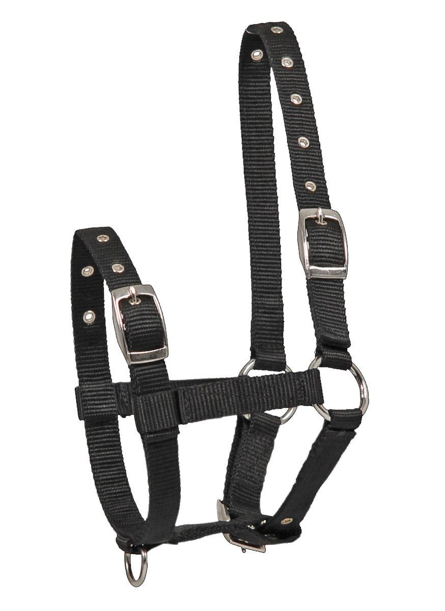 Fohlenhalfter schwarz