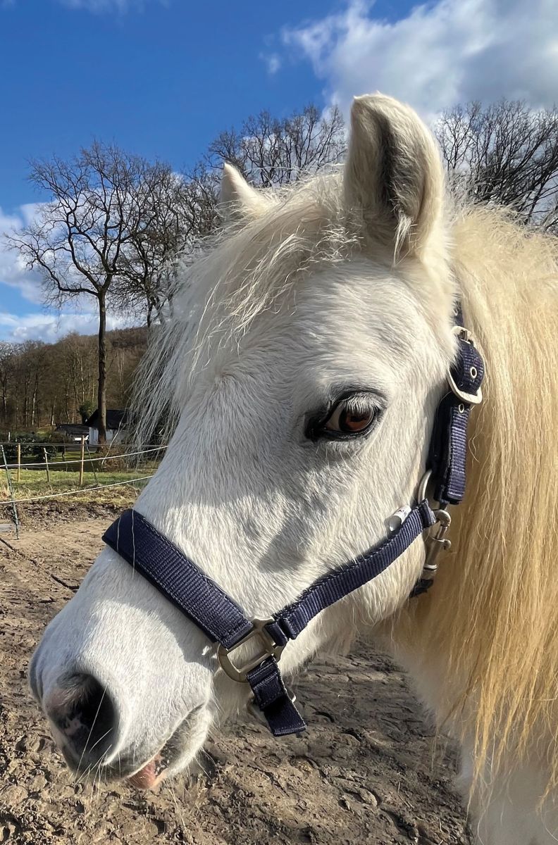 Halfter Nice für Pony