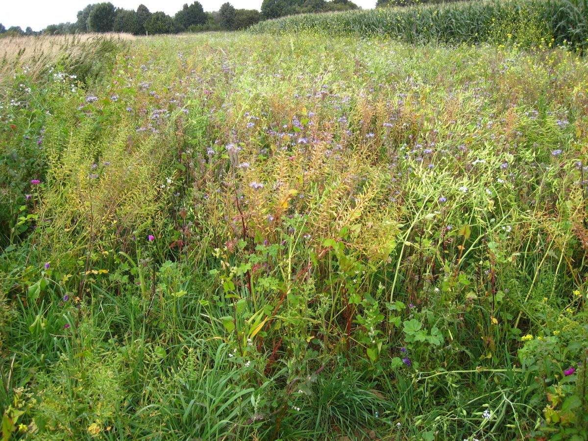 Wildschutzmischung WSM 1
