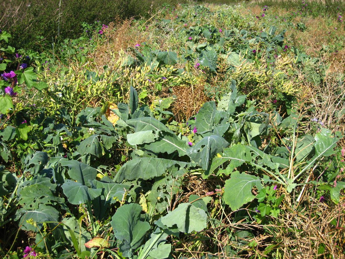 Wildschutzmischung WSM 1