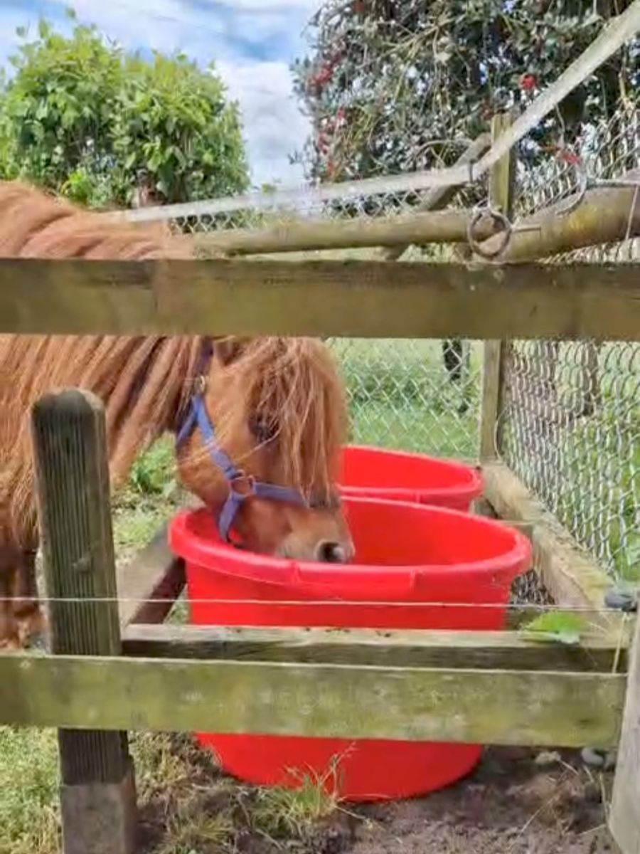 Auch als Pferdetränke gut zu gebrauchen