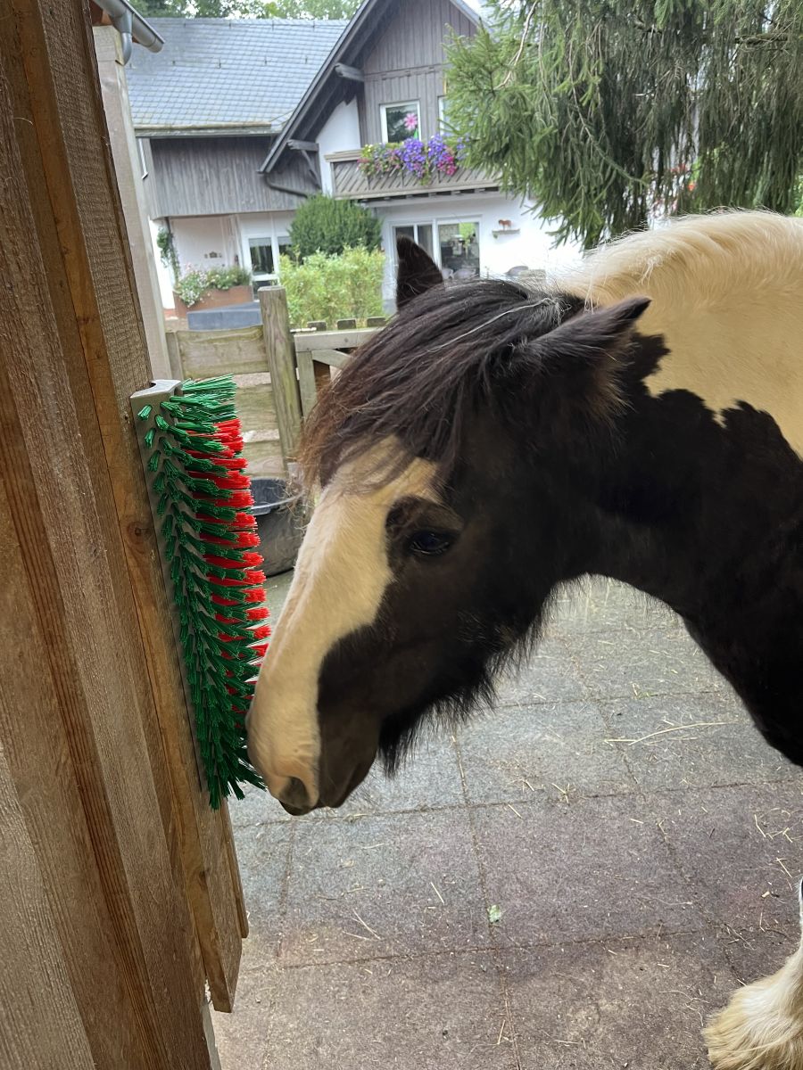 Wellness Kratzbürste