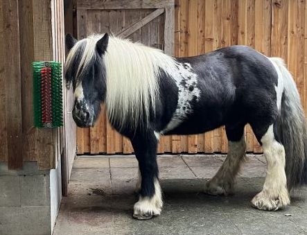 Wellness Kratzbürste