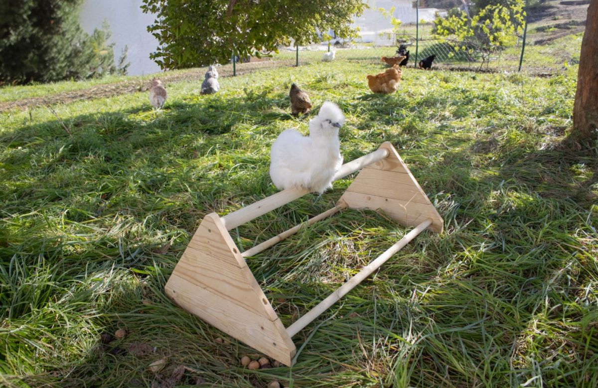 Sitzstange im Hühnerauslauf