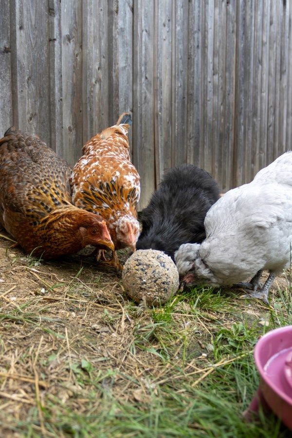 Kann gegenseitiges Bepicken vorbeugen