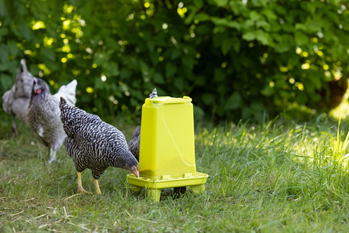 Futterautomat mit Füßen 5,5L im Auslauf