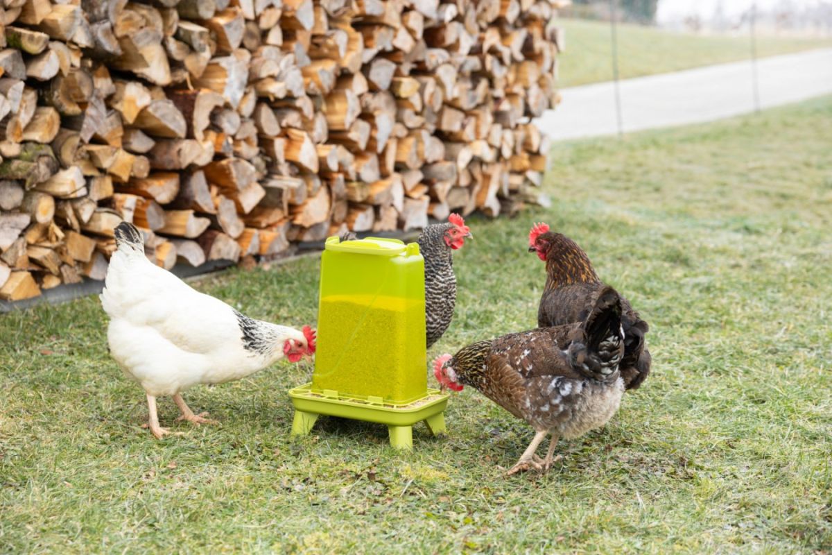 Futterautomat mit Füßen 5,5L im Einsatz