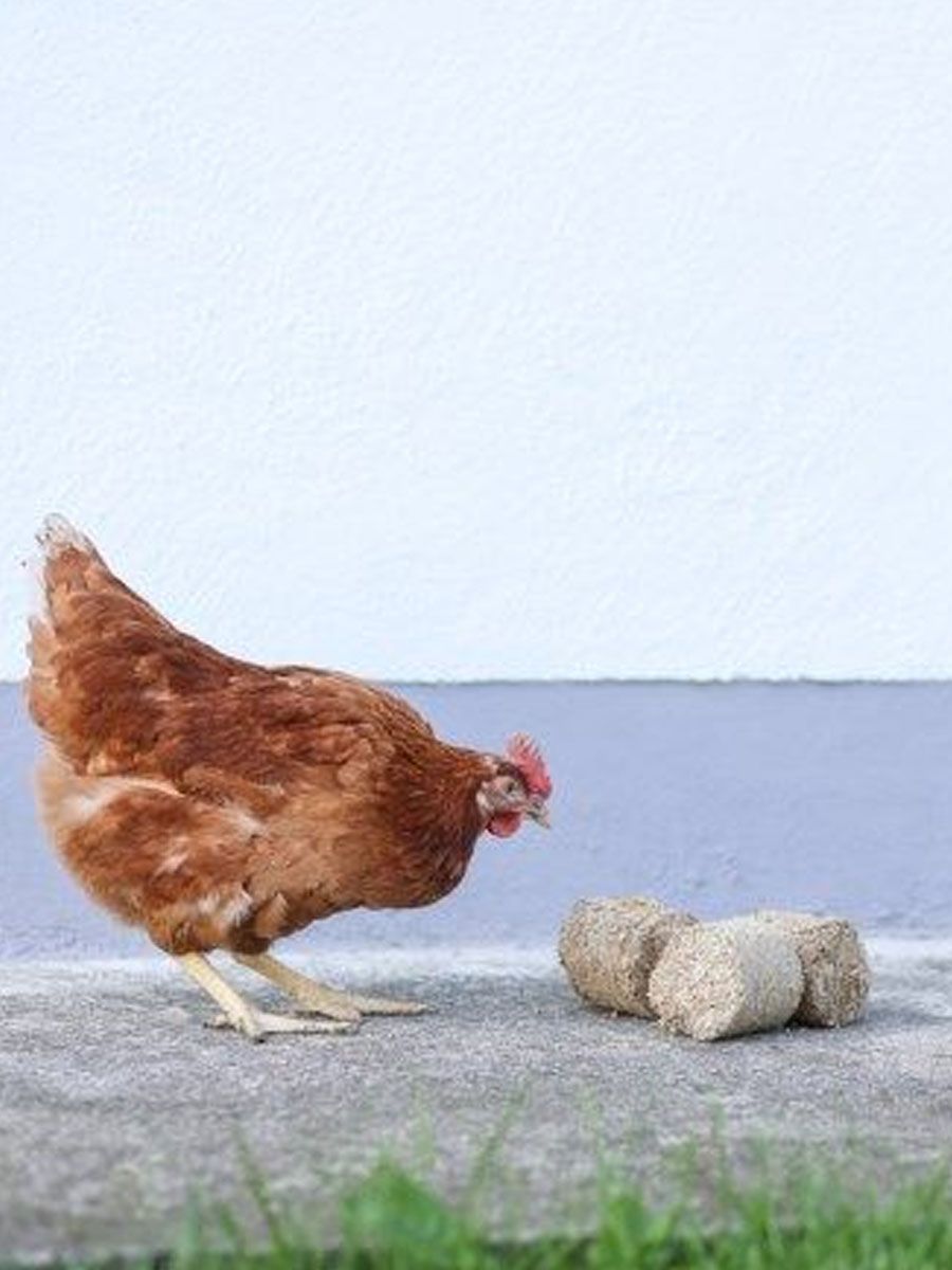 Huhn mit Dinkelspelzbriketts