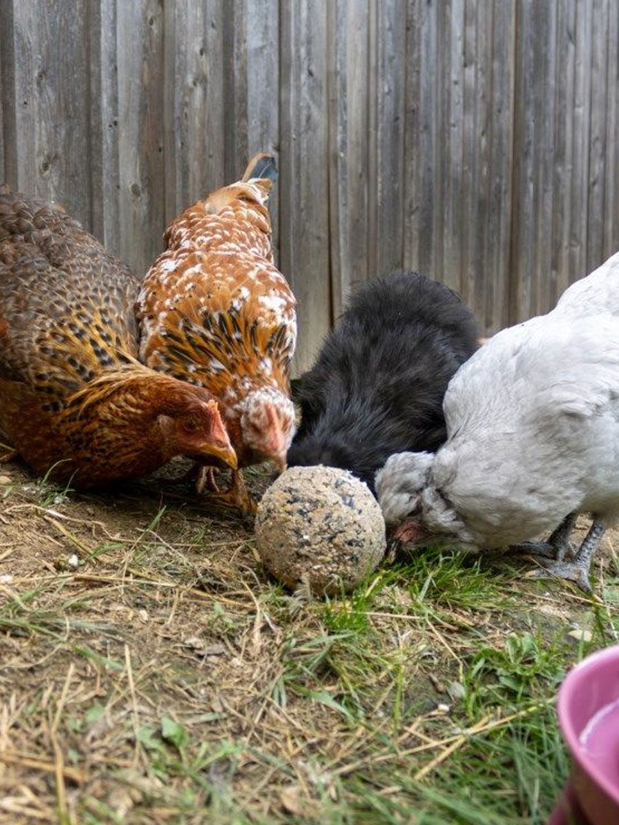 Hühner mit Pickkugel im Auslauf