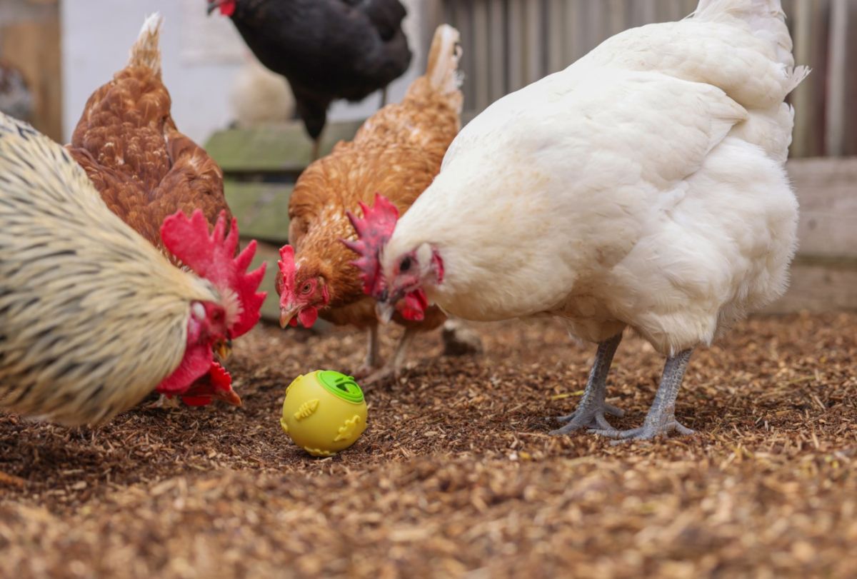 Snackball für Hühner zur Beschäftigung im Hühnerauslauf