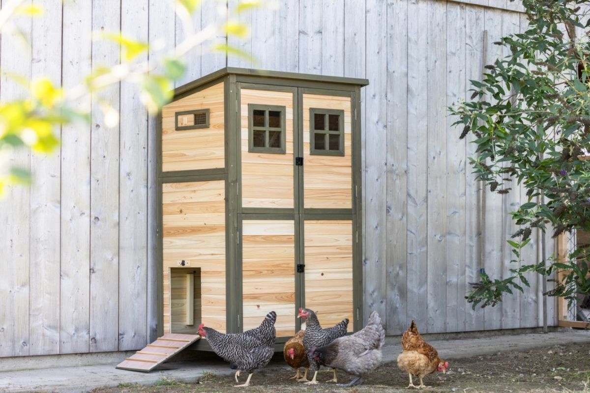 Hühnerhaus Tower im Einsatz mit Hühnerschar
