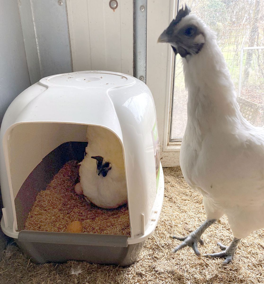 Legenest Simply - mit legender Henne - die nächste Henne wartet schon, dass das Nest frei wird