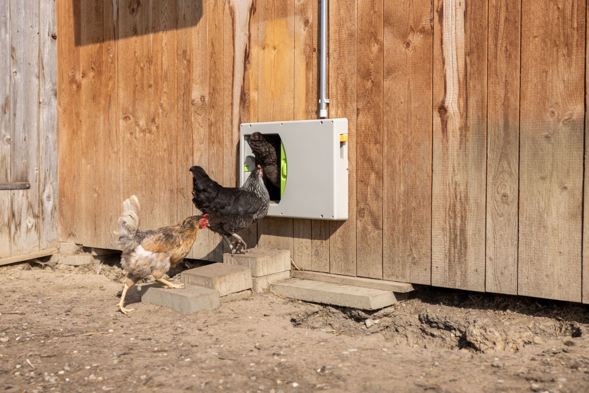 SmartCoop Hühnertür von Kerbl