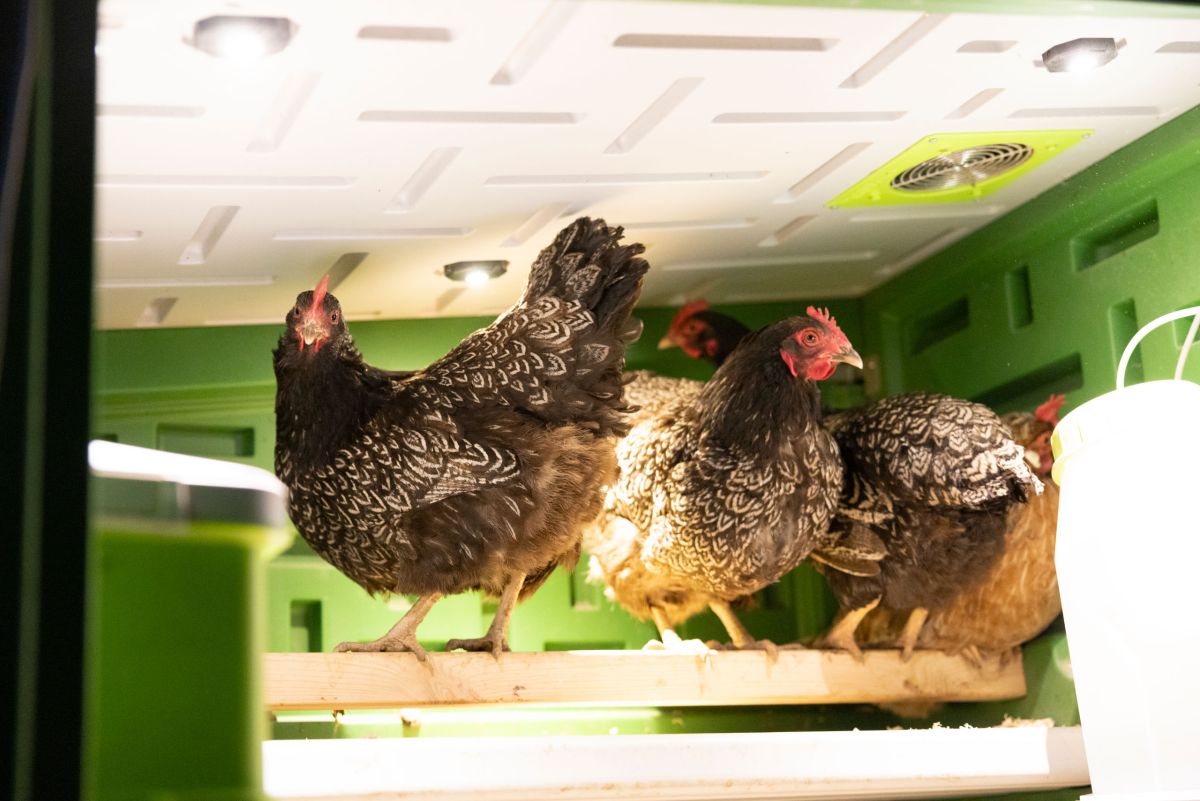Mobile Coop Kunststoff von Kerbl